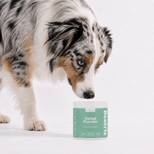 Dental Powder - Чисти зъби • Свеж дъх • Здрави венци