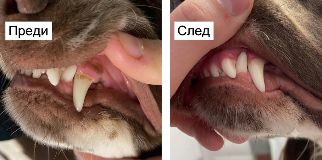 Dental Powder - Чисти зъби • Свеж дъх • Здрави венци